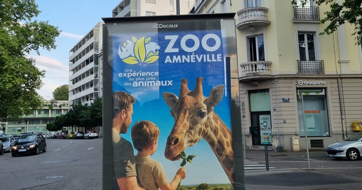 Mulhouse y sus alrededores. "En libertad": las jirafas, auténticas estrellas del verano.