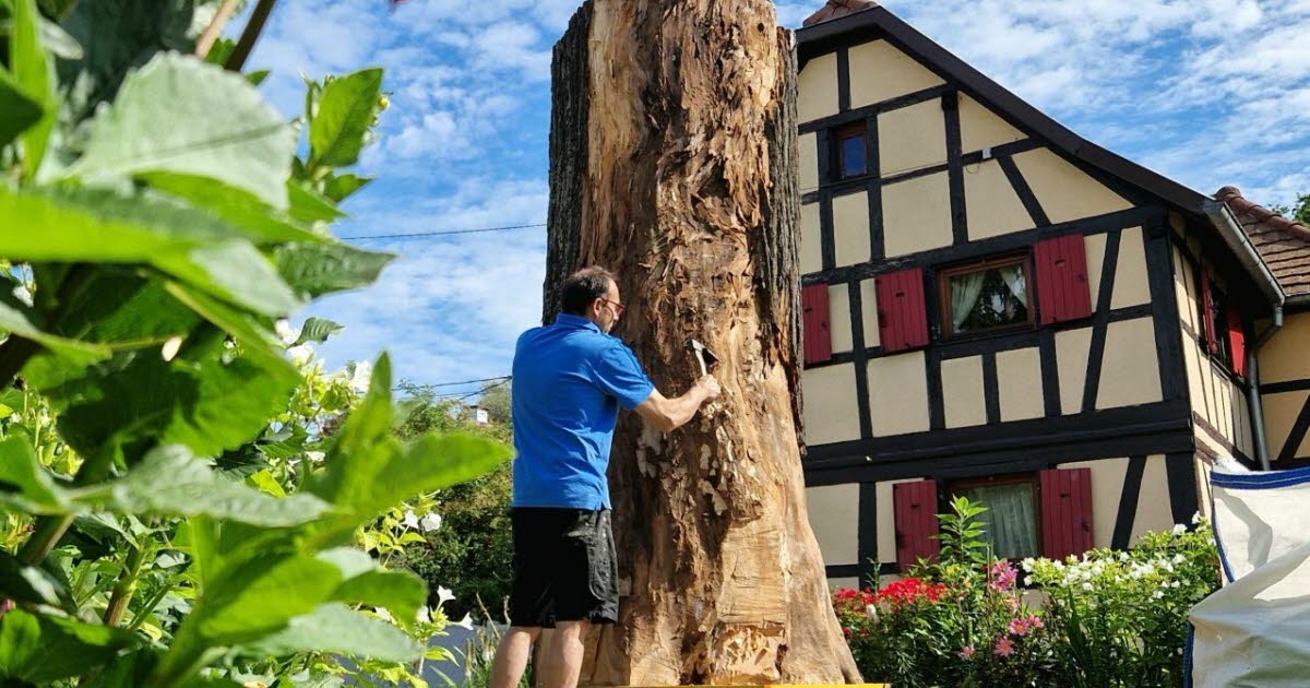 Ostwald. Der Stamm der alten Freiheitslinde aus dem Jahr 1848 wird bald in ein Kunstwerk verwandelt.