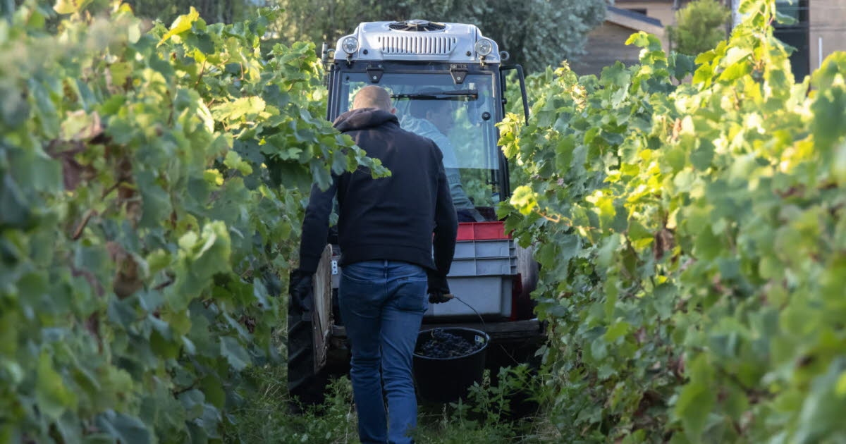 Społeczne. Pracownicy sezonowi wykorzystywani podczas winobrania: sprawy rozstrzygnięte przez sądy