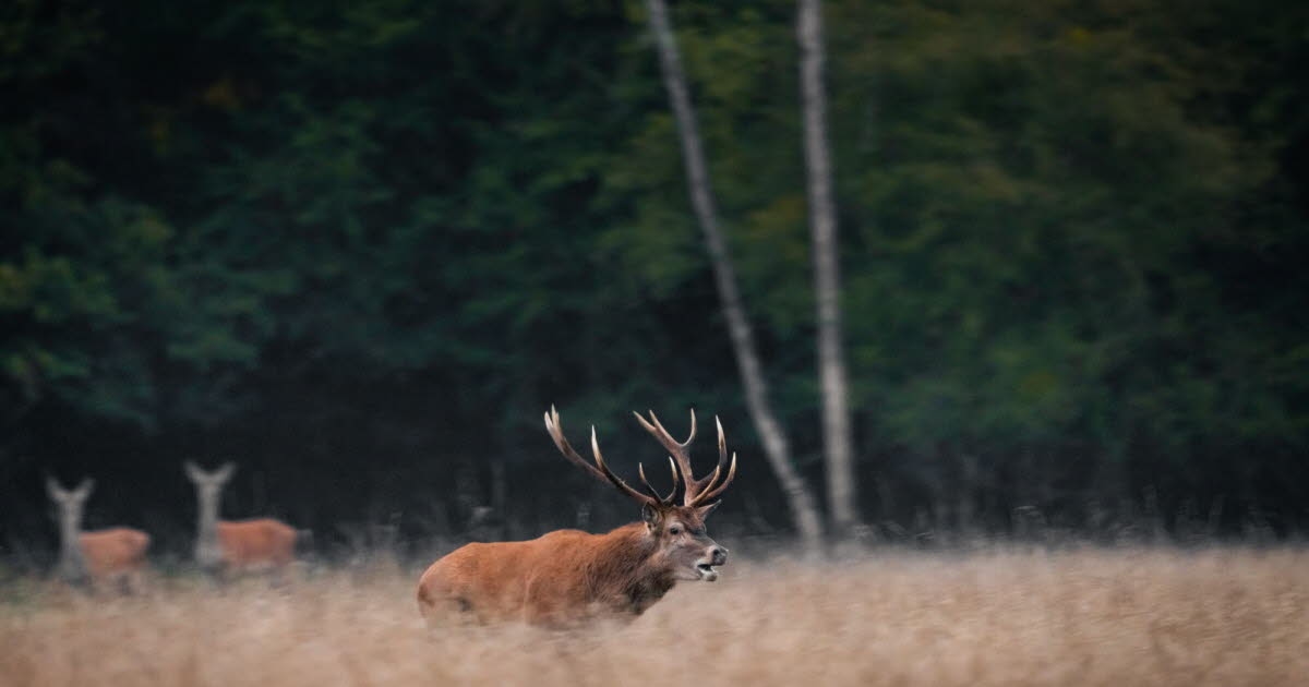 Televisión. Horas de imágenes de naturaleza y animales: ¿por qué es tan emocionante la "televisión lenta"?