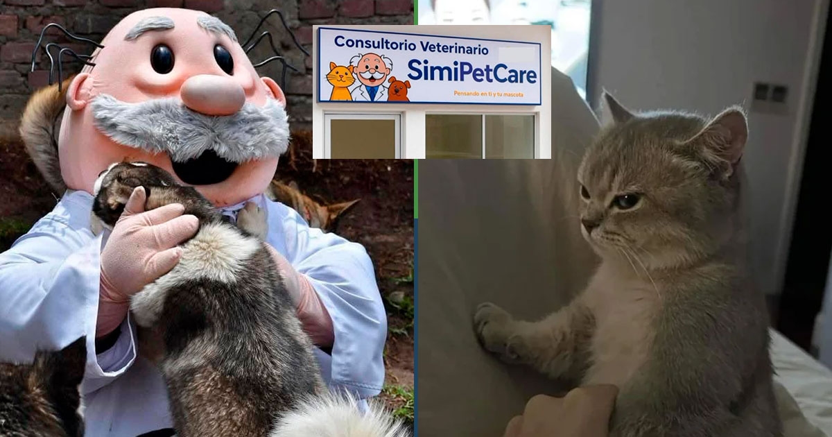 I veterinari Simi regaleranno animali di peluche in edizione limitata ai gatti che non graffiano il veterinario.