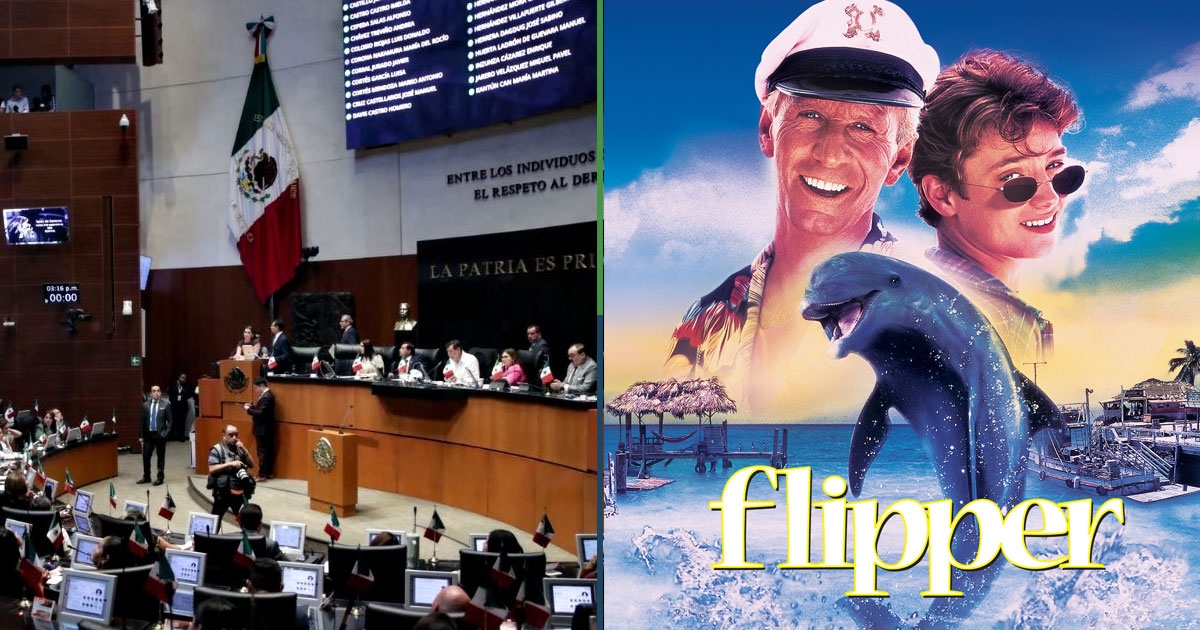 Senat nakazuje zajęcie wszystkich filmów na kasetach VHS i DVD Flipper