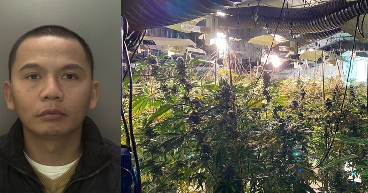 Guarda il momento in cui il boss della droga alla guida di una Bentley viene arrestato per aver gestito una rete di coltivazioni di cannabis