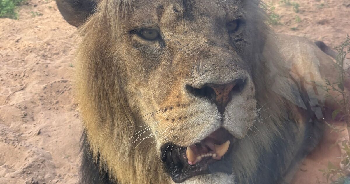 Guests at UK safari holidays have an early morning surprise