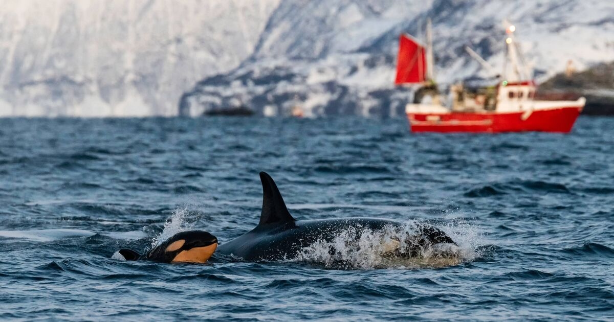 Killer whales warning issued to Brit sailors after yachts rammed by orcas