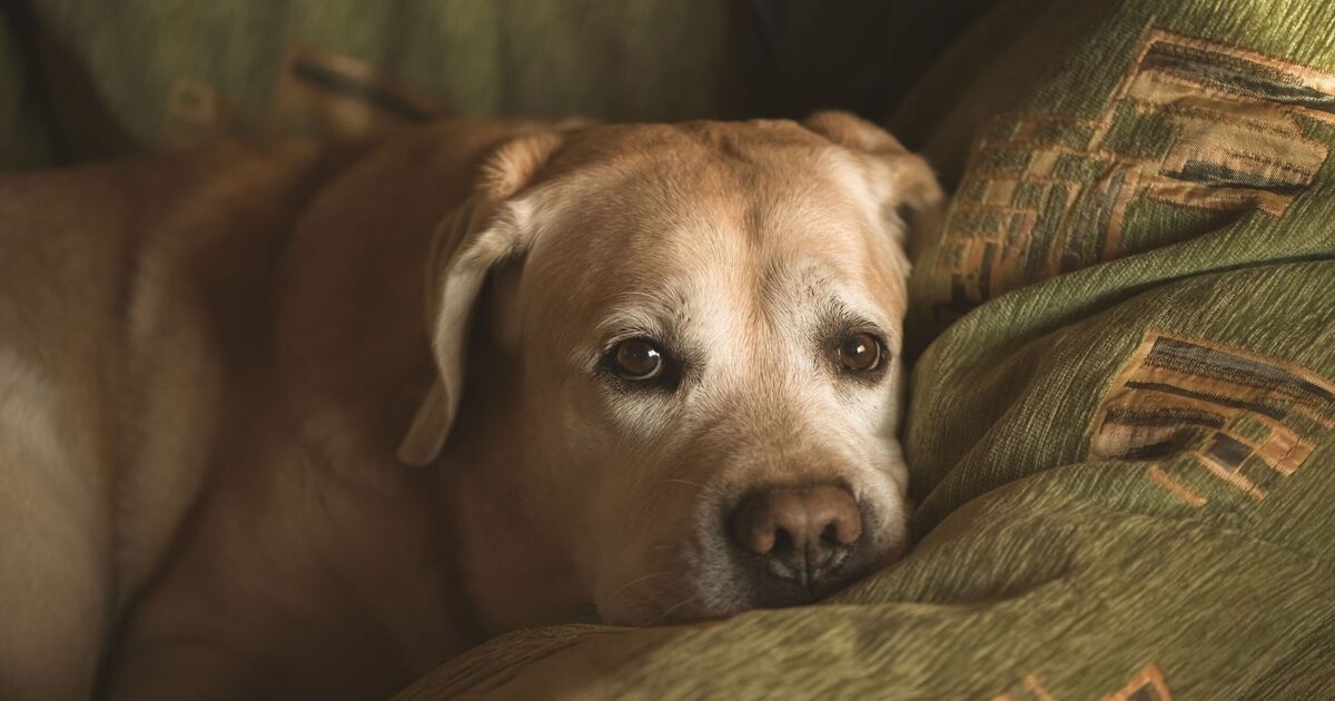 'I'm a vet and there's five common things I'd never do with my dog to keep them safe'