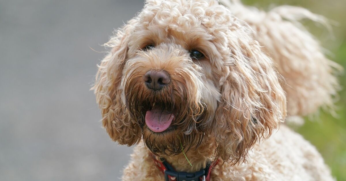 Vet urges dog lovers to think twice before choosing this popular breed