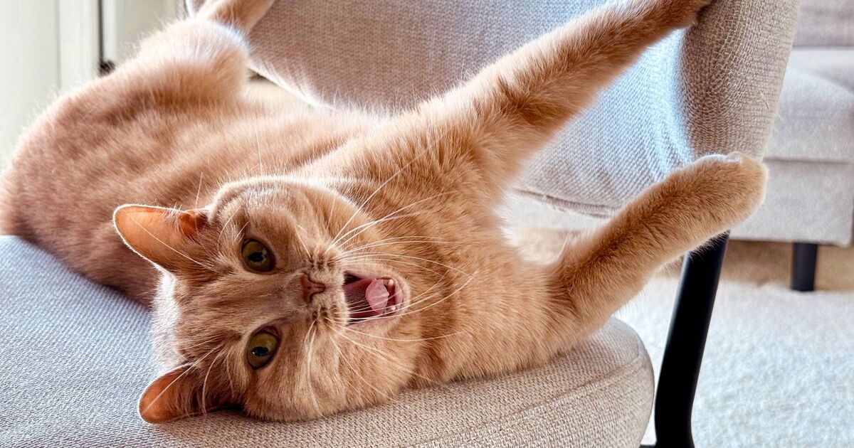 Cat expert shares reason they misbehave and if ‘orange cat behaviour’ is real