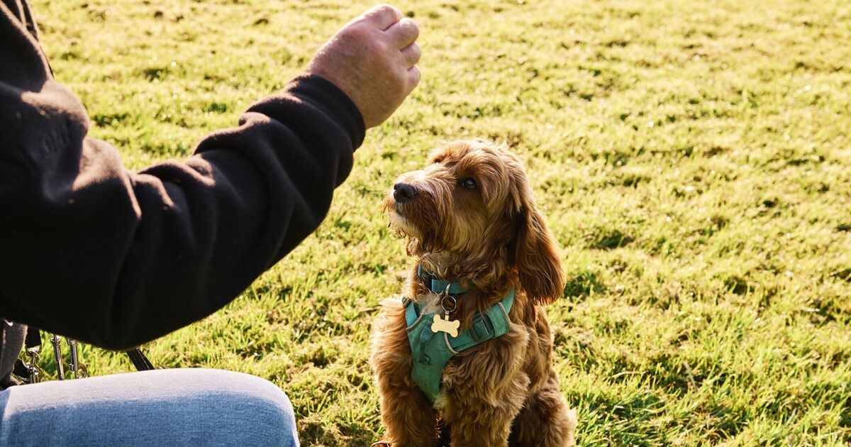 Los dueños de mascotas ignoran el "requisito obligatorio" de tener un "perro con un comportamiento perfecto"