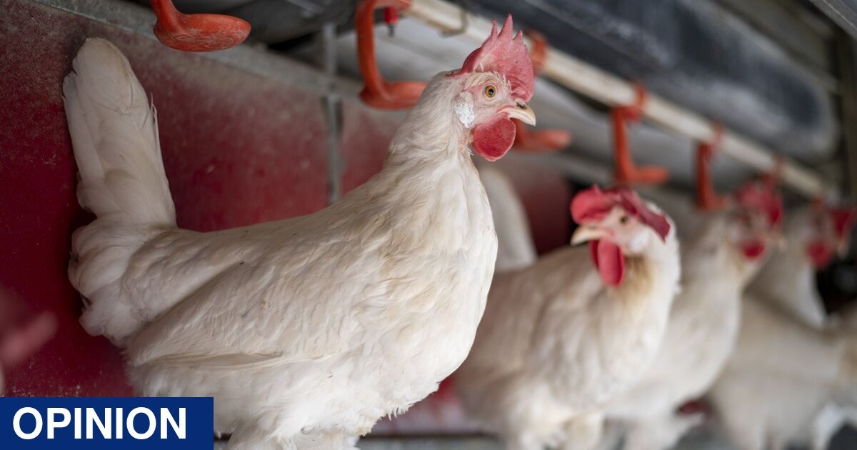 O histórico do Partido Trabalhista em matéria de bem-estar animal não é apenas decepcionante – é alarmante