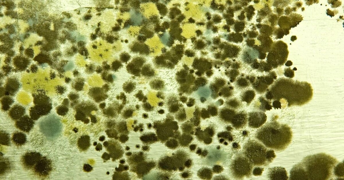Killer fungus causes 1.7 million deaths annually as one deadly strain spreads to Europe