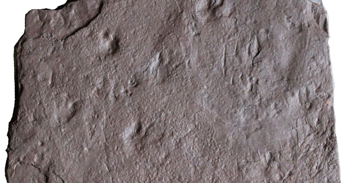 Die bahnbrechende Entdeckung der „ältesten Fußabdrücke aller Zeiten“ stellt die Evolutionstheorie völlig auf den Kopf
