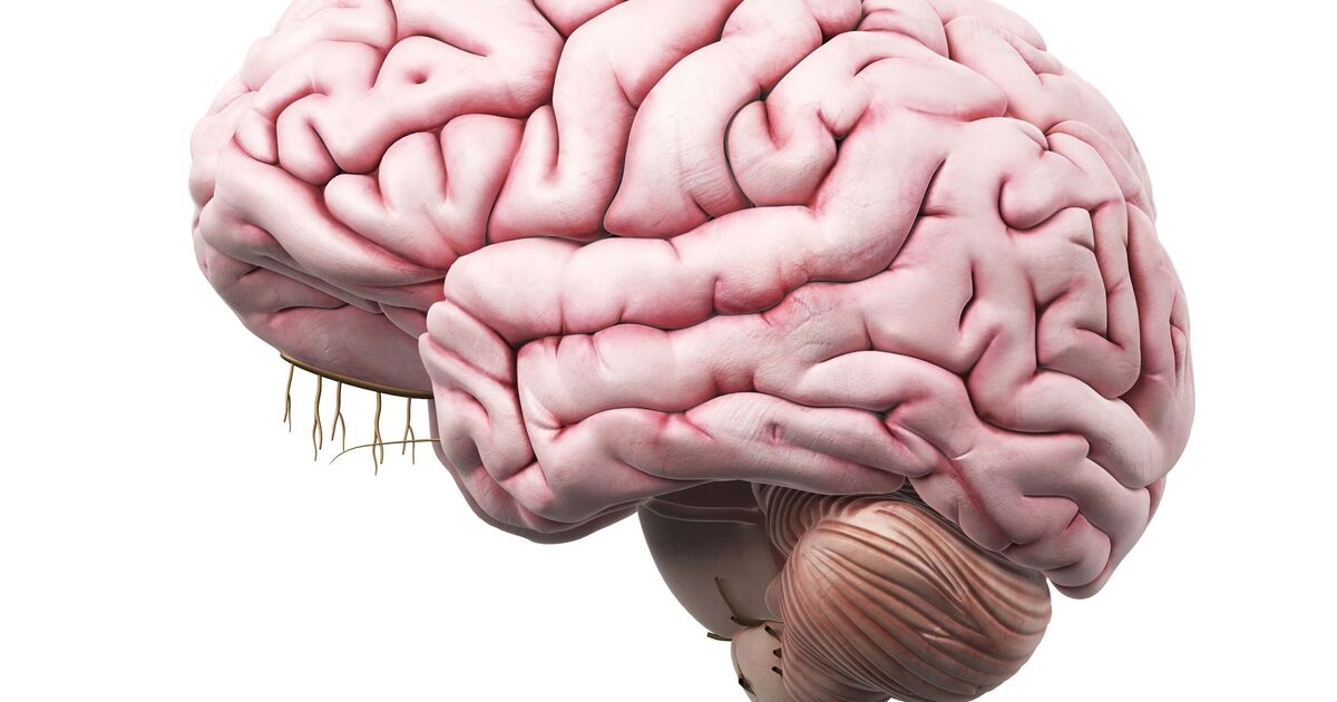 Científico revela el mejor truco para 'reprogramar tu cerebro'