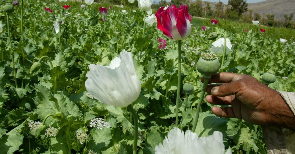 The world's 'opium capital' where terrorists make millions