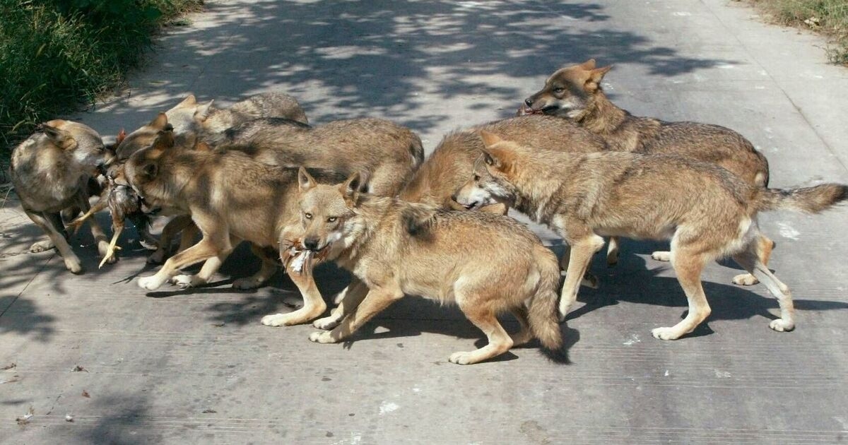 Mum's gruesome final moments as she's mauled to death by pet hybrid wolves