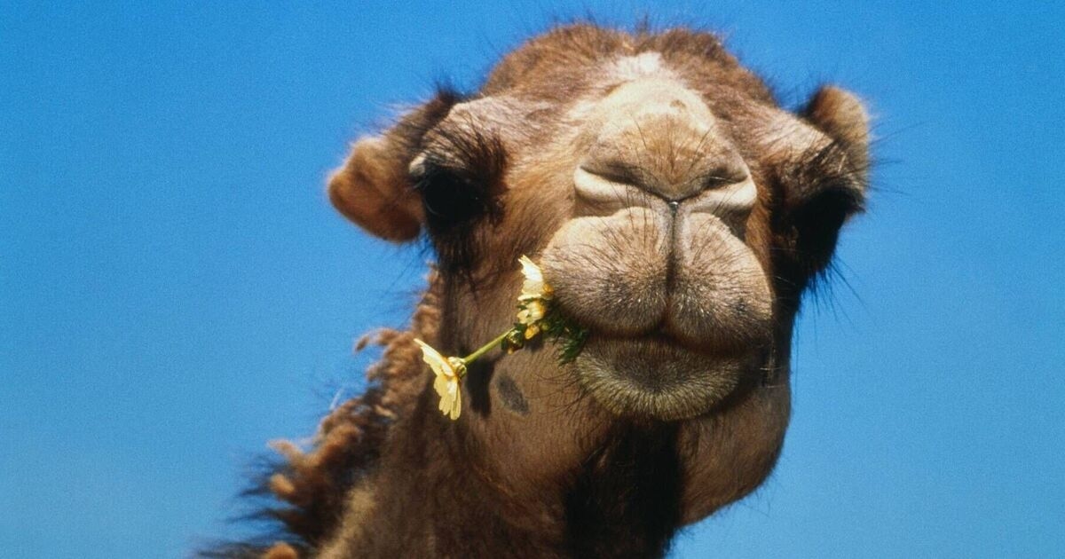 Pet camel crushed owner when it knocked her down and tried to mate with her