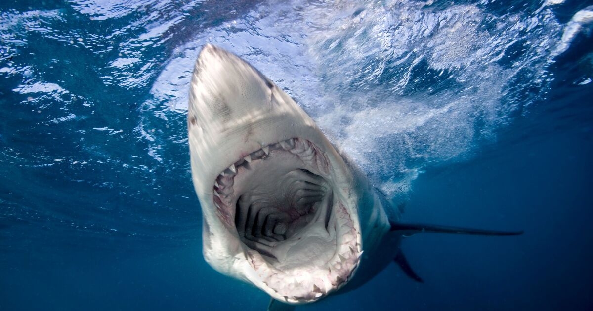 Teen left fighting for life after shark attack in Australia