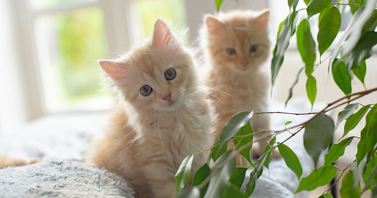 Homem compra gatos de estimação, mas tem regra específica na hora de dar nome a eles