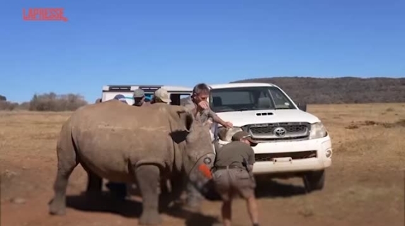 The Anti-Poaching Plan: Radioactive Material in Rhino Horns. Here's Why