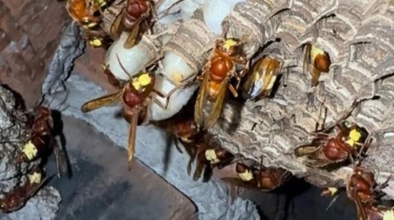 The ethologist's warning: "This is how the dangerous oriental hornet is preparing to invade Rome."