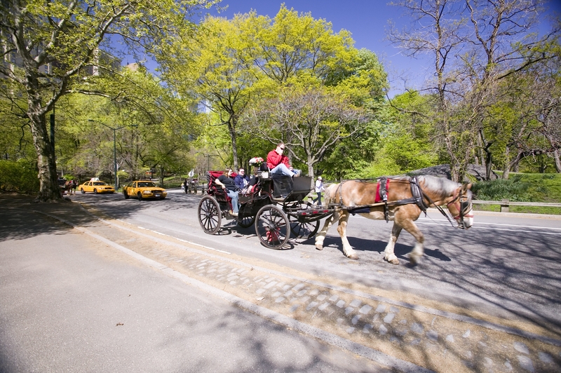 A harnessed mare died while pulling a carriage in Manhattan. Authorities announce an investigation.