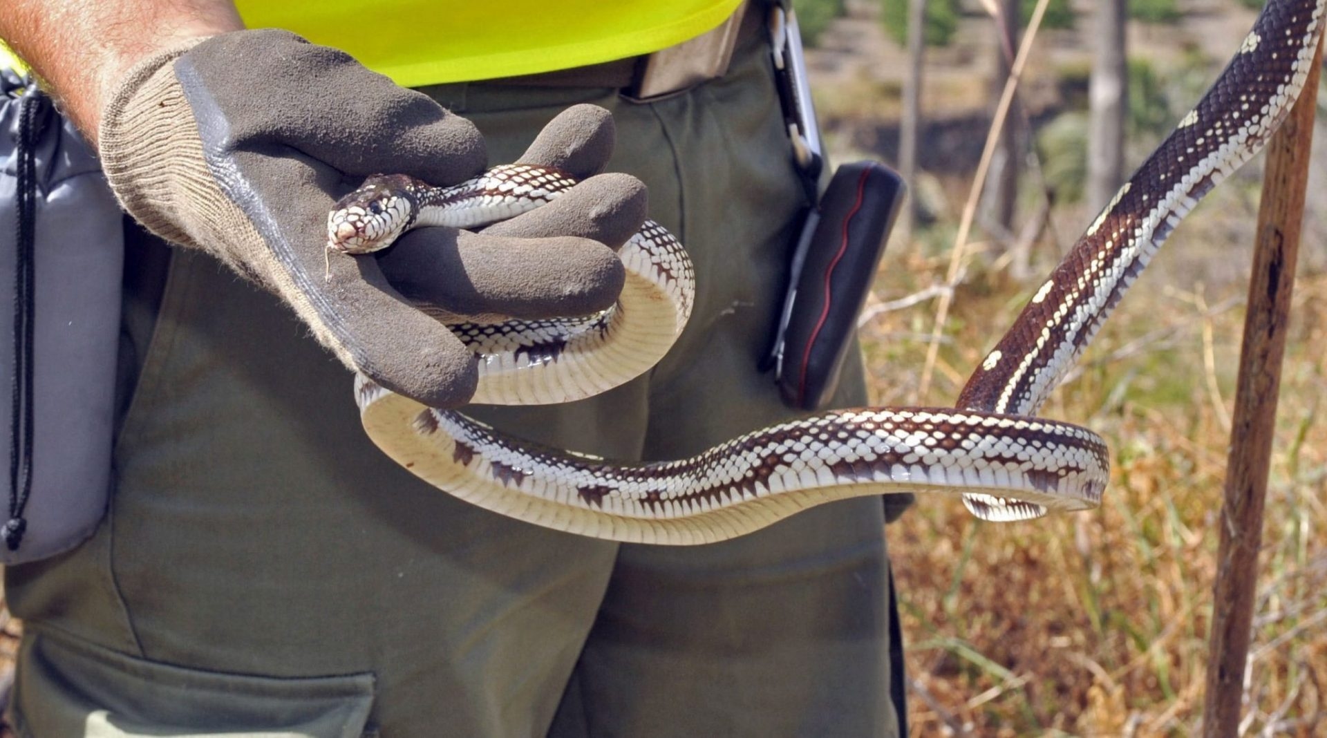 The California kingsnake, the exotic invasive species that threatens biodiversity in Gran Canaria.