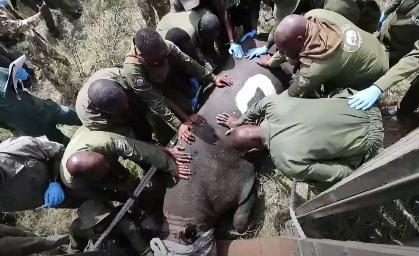 Kenia gründet Mega-Schutzgebiet zur Rettung von Spitzmaulnashörnern: Historische Umsiedlung von 21 Exemplaren