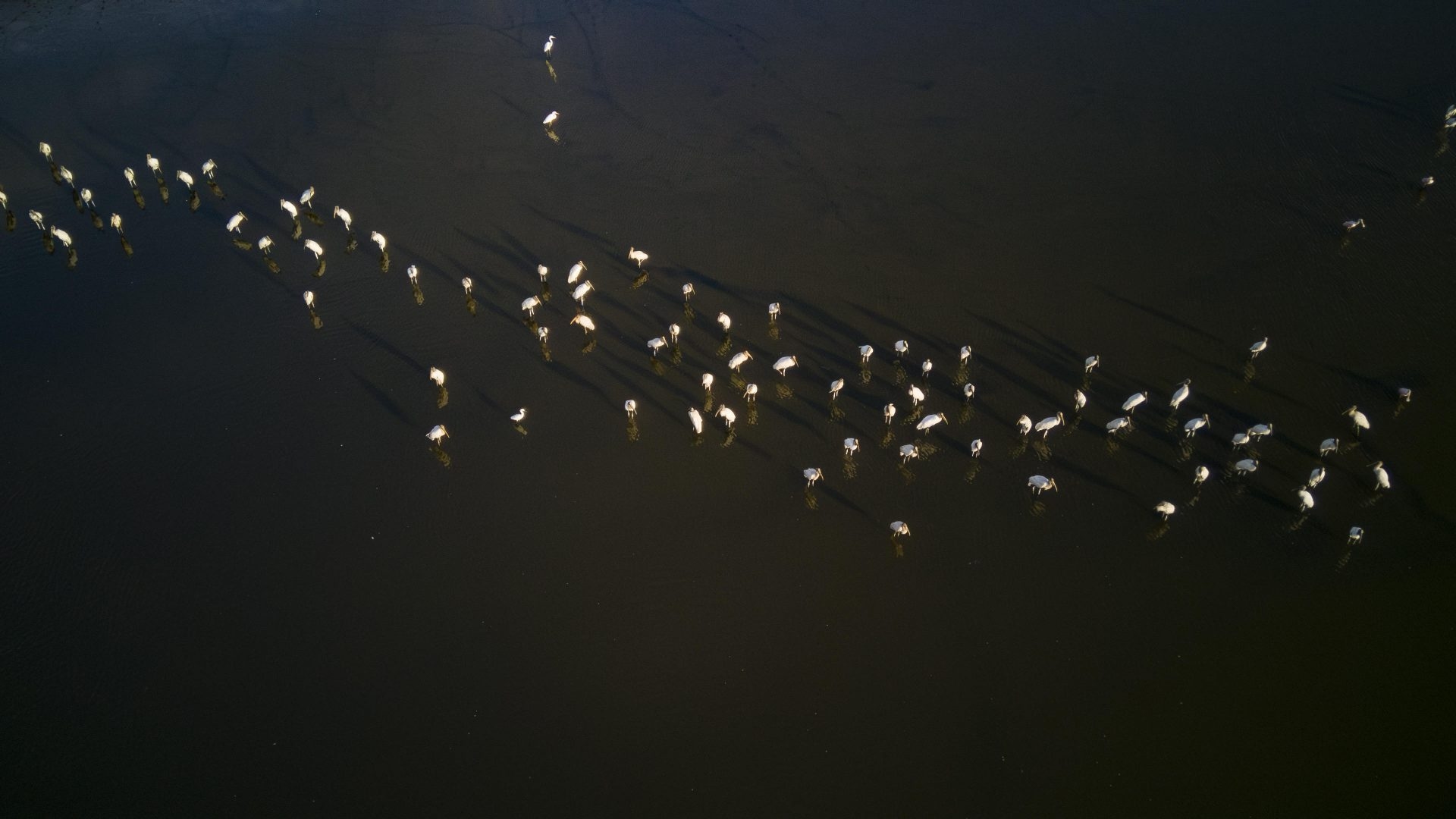 COP15 highlights the role of wetlands in the sustainability of the planet