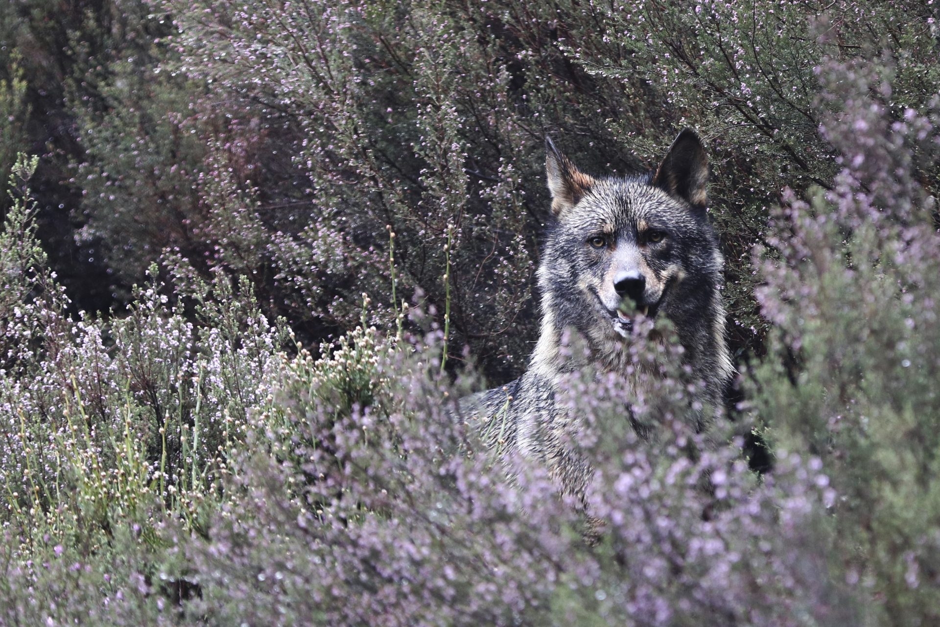 WWF convoca en Madrid un gran aullido por el perseguido lobo ibérico