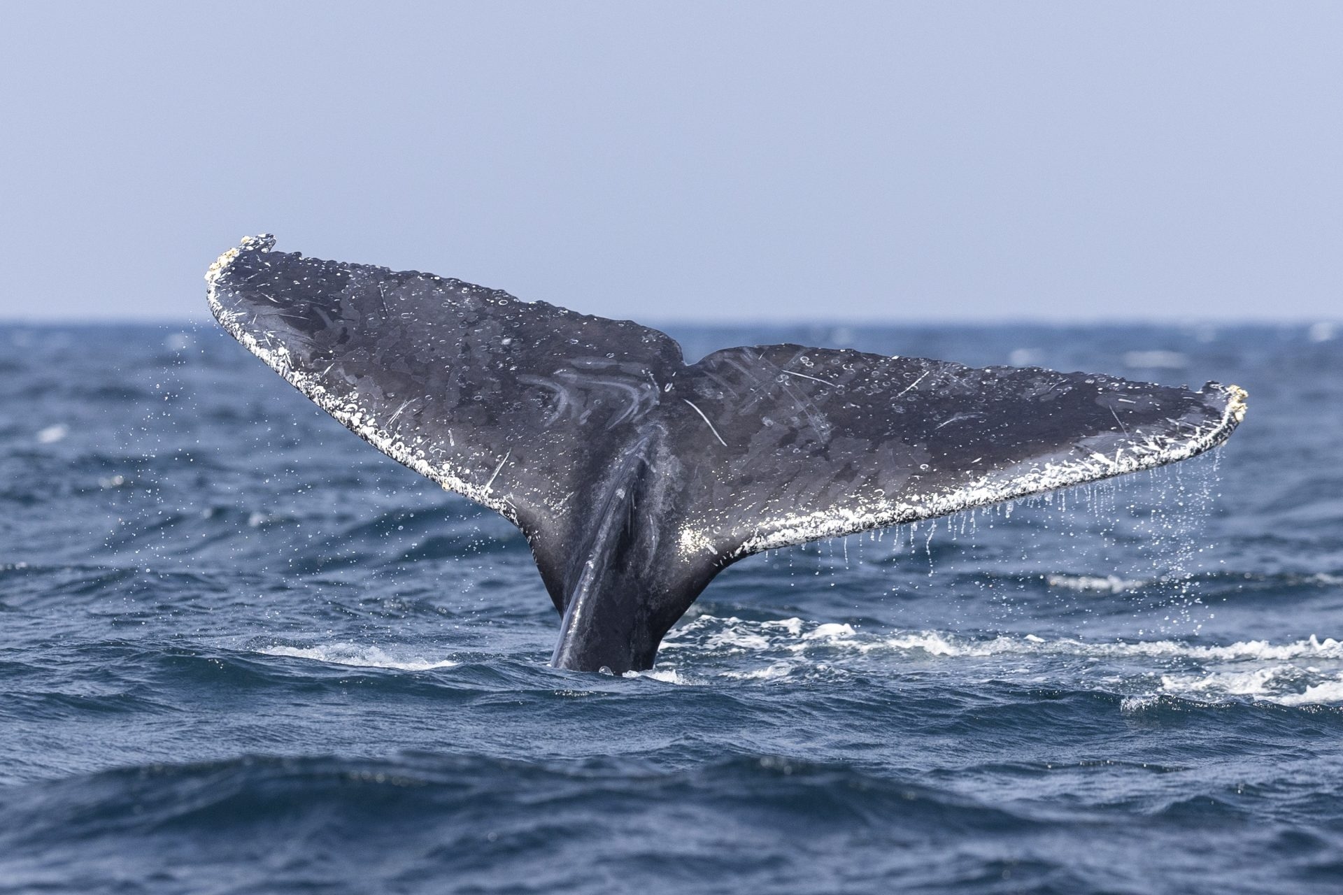 Presentan 250.000 firmas para que la UE reduzca la velocidad de barcos y proteja a ballenas