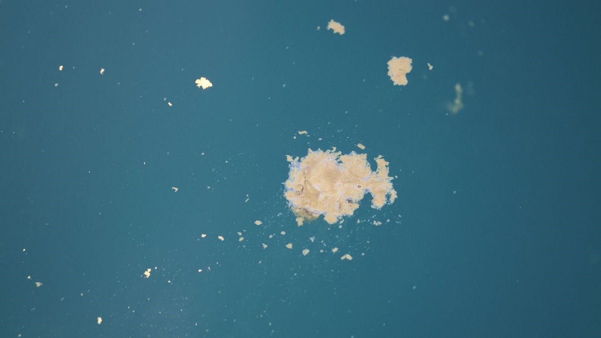 Scientists explore the oceans! They collect dolphin droppings one by one
