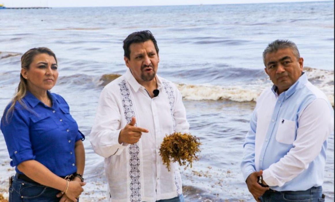 PAN proposes a federal fund to combat sargassum in the Caribbean in San Lázaro