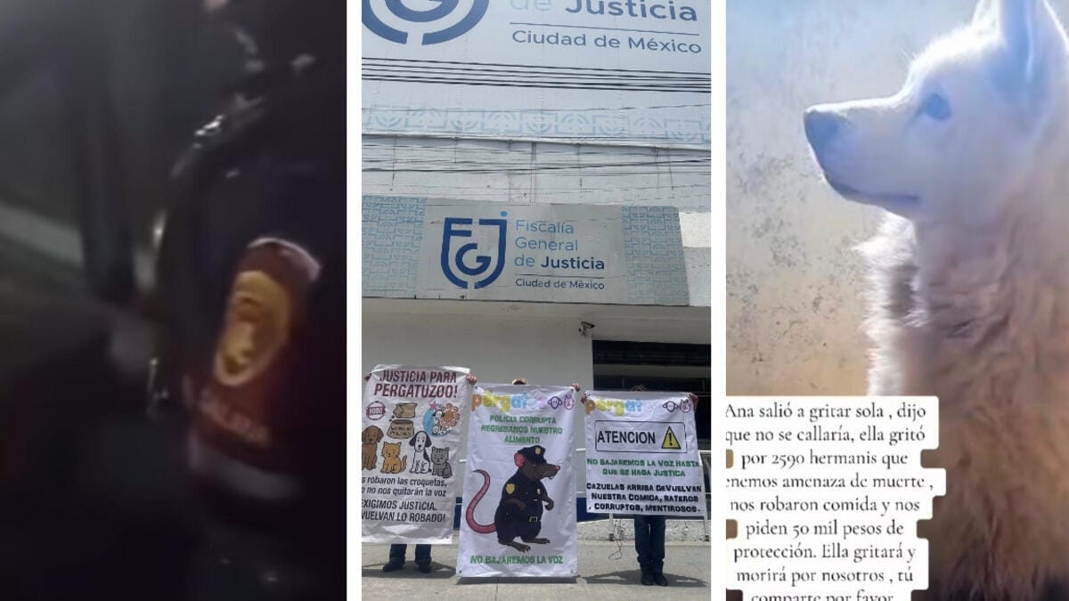 Pergatuzoo Case: Mexico City Government Pressured Over Extortion Crisis
