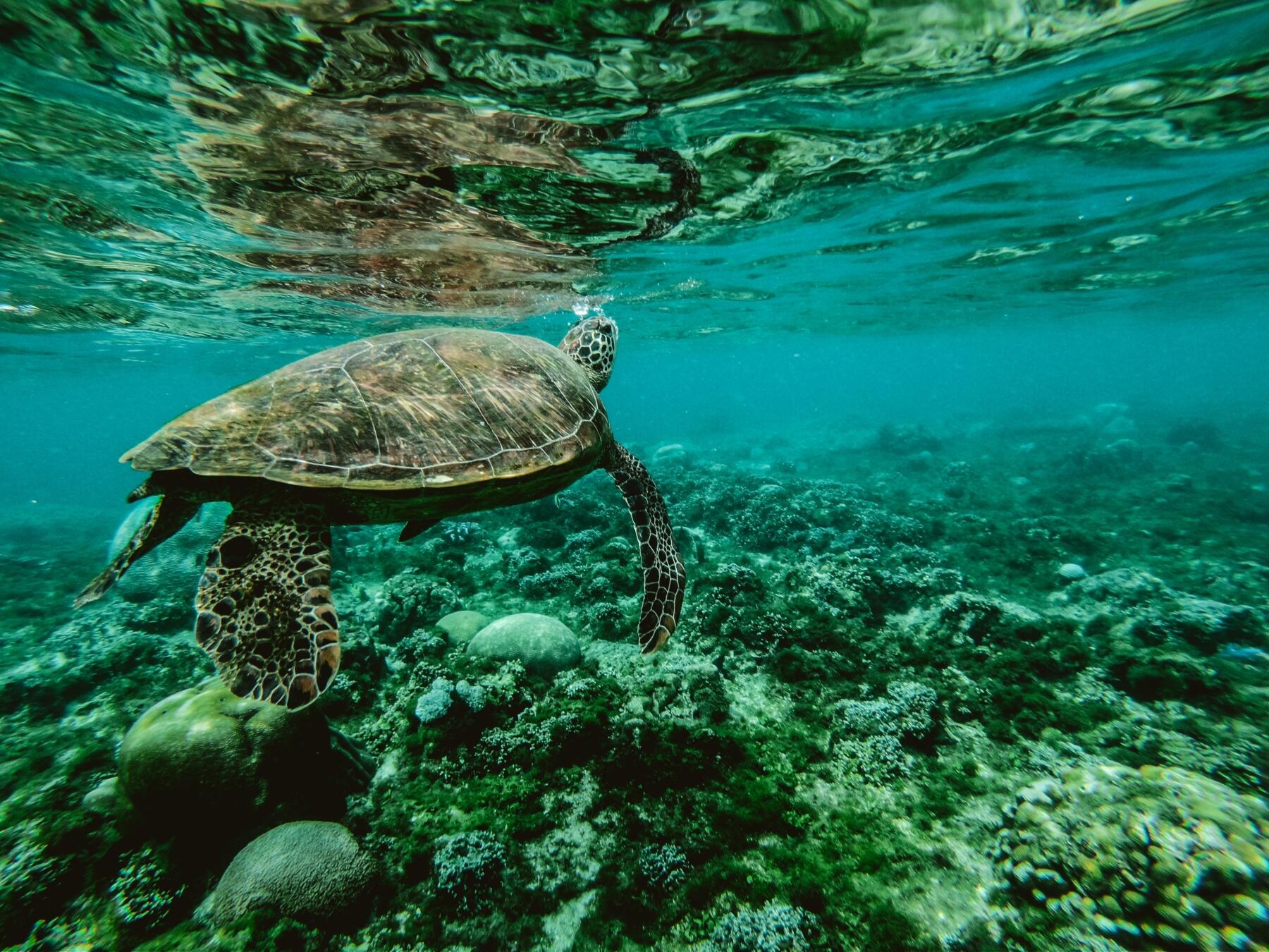 Oceans Day, fish stocks are decreasing, what investors can do