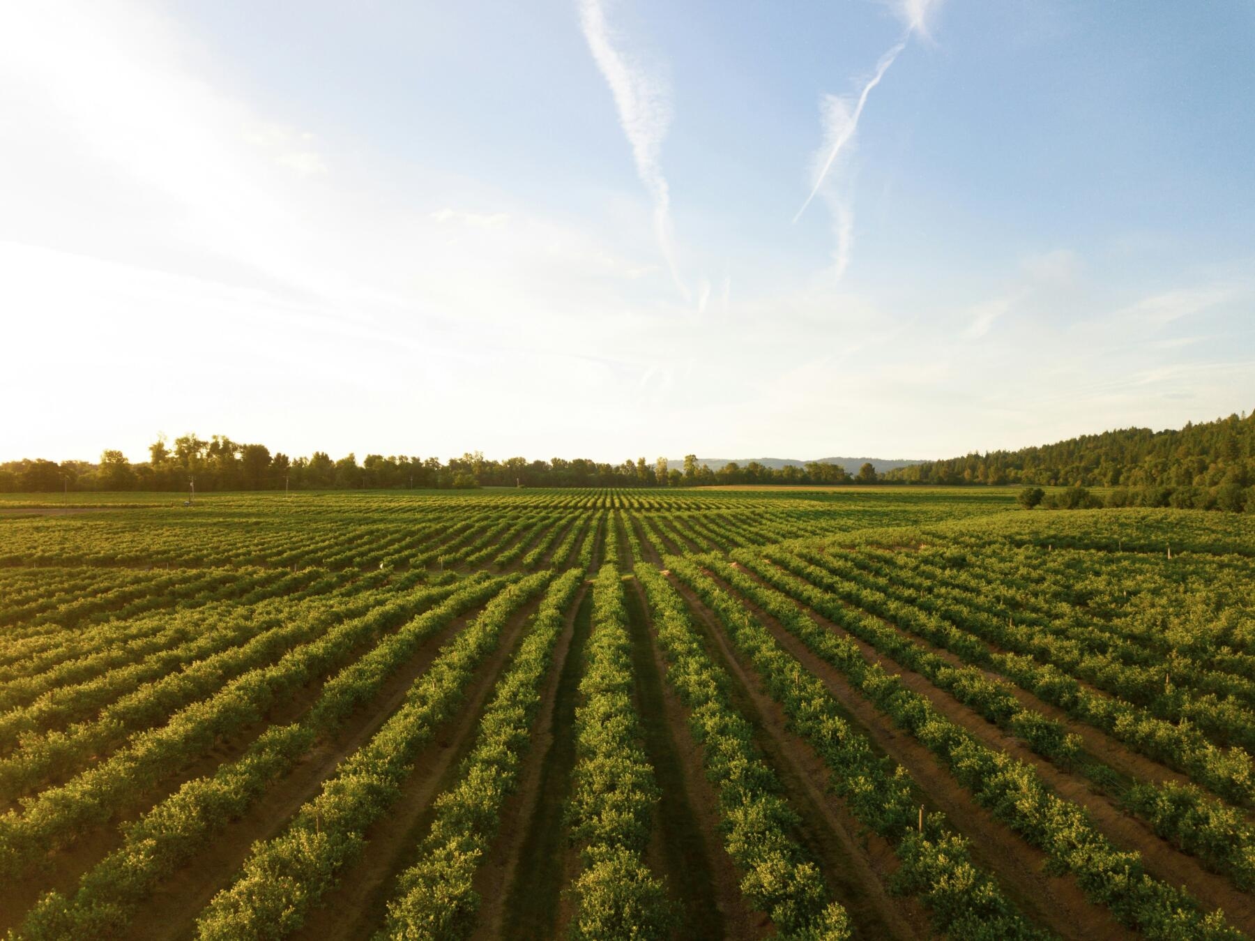 Edison, Vereinbarung mit Verdalia Bioenergy zur Sammlung von landwirtschaftlichem Biomethan für den Transport