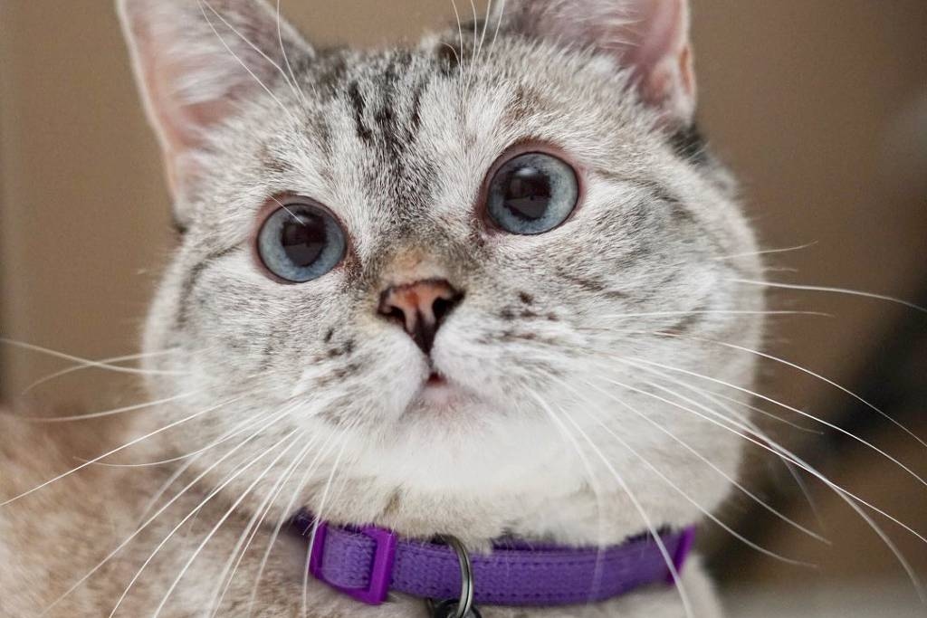 From Ancient Egypt to Instagram: How Cats Conquered the World