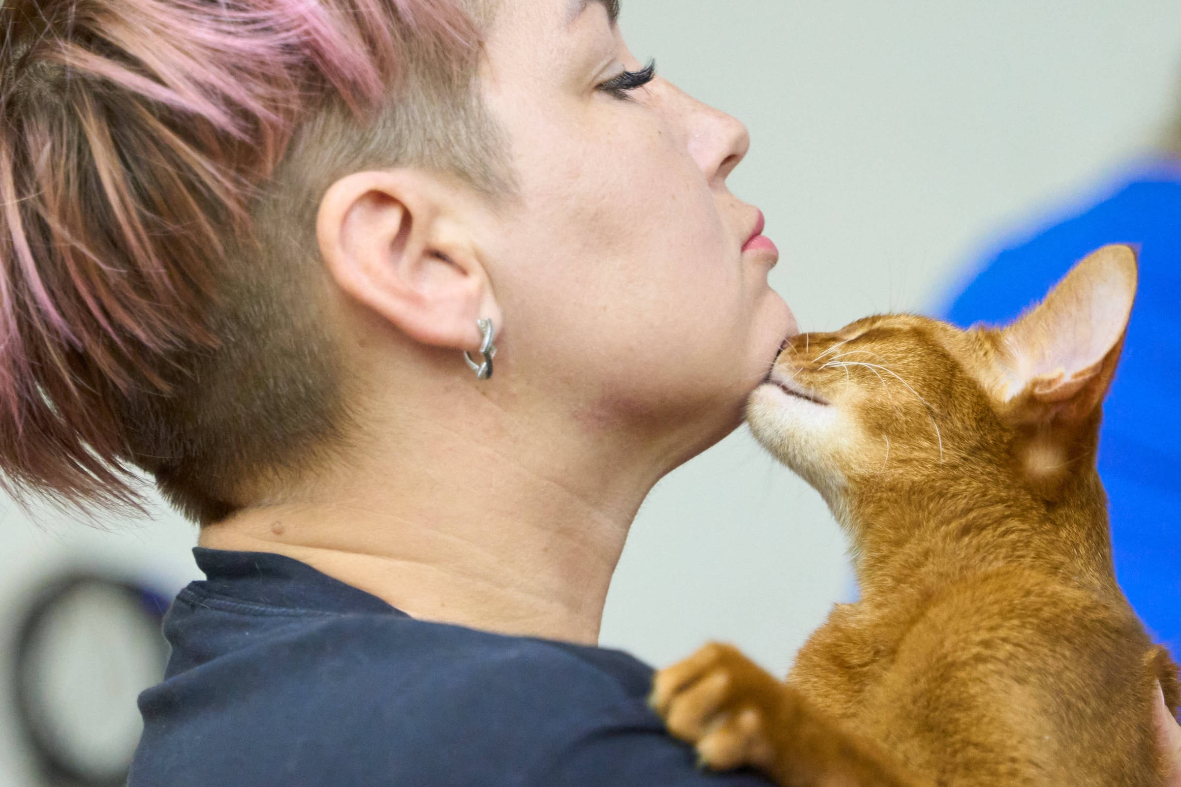 Lo que tener un gato le hace a tu cerebro (y al suyo)