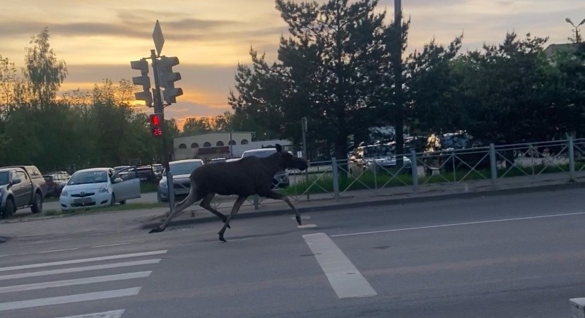 Residents of Novgorod Region's Second City Are Being Crowded by Elks