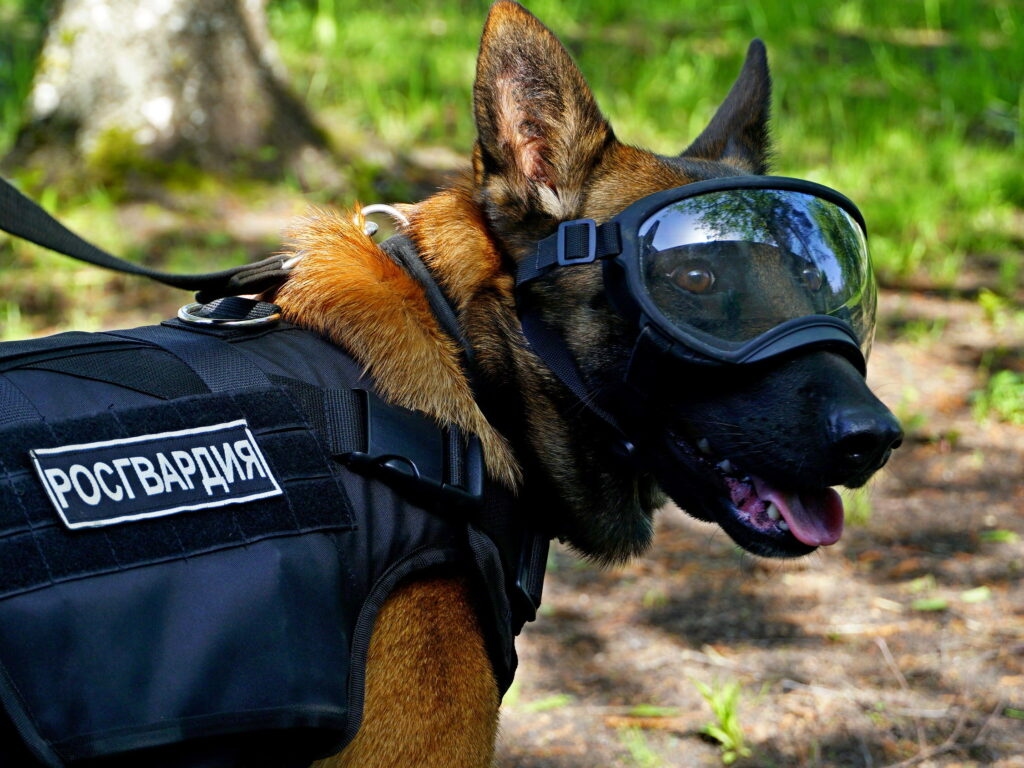 Rosgvardia introduced the guys from the Novgorod District to an invaluable four-legged employee