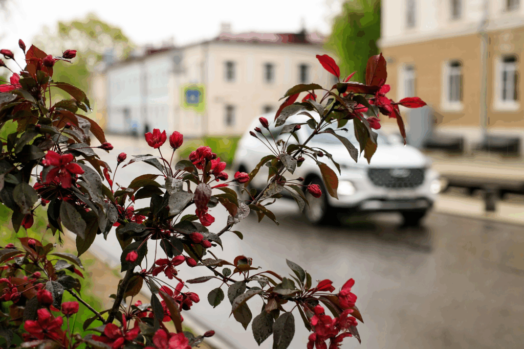 The weather forecast for the coming week in Veliky Novgorod will please rain lovers