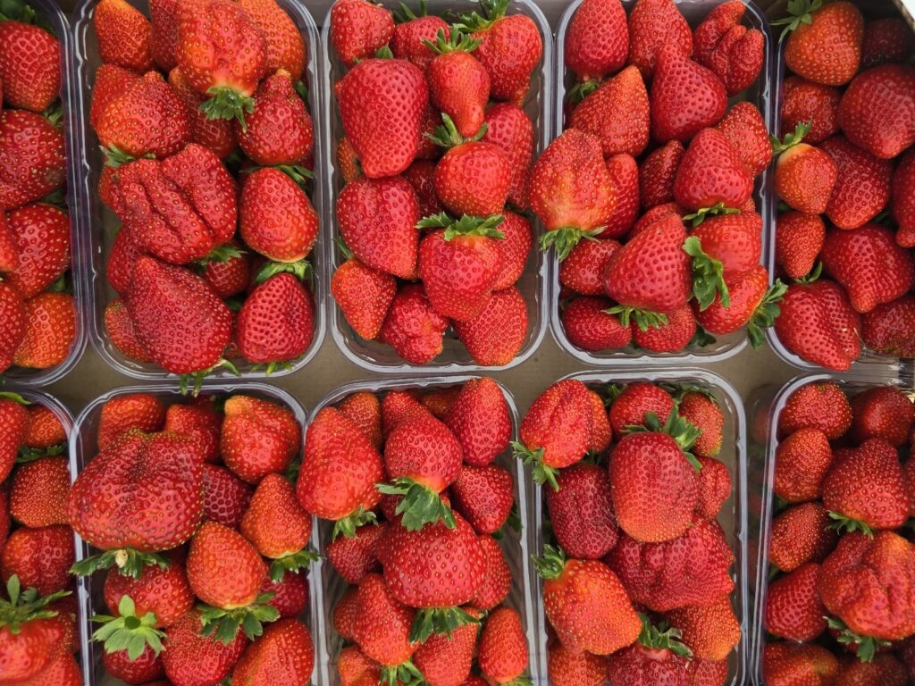 Monitoring of Novgorod harvest for pesticide content began with strawberries