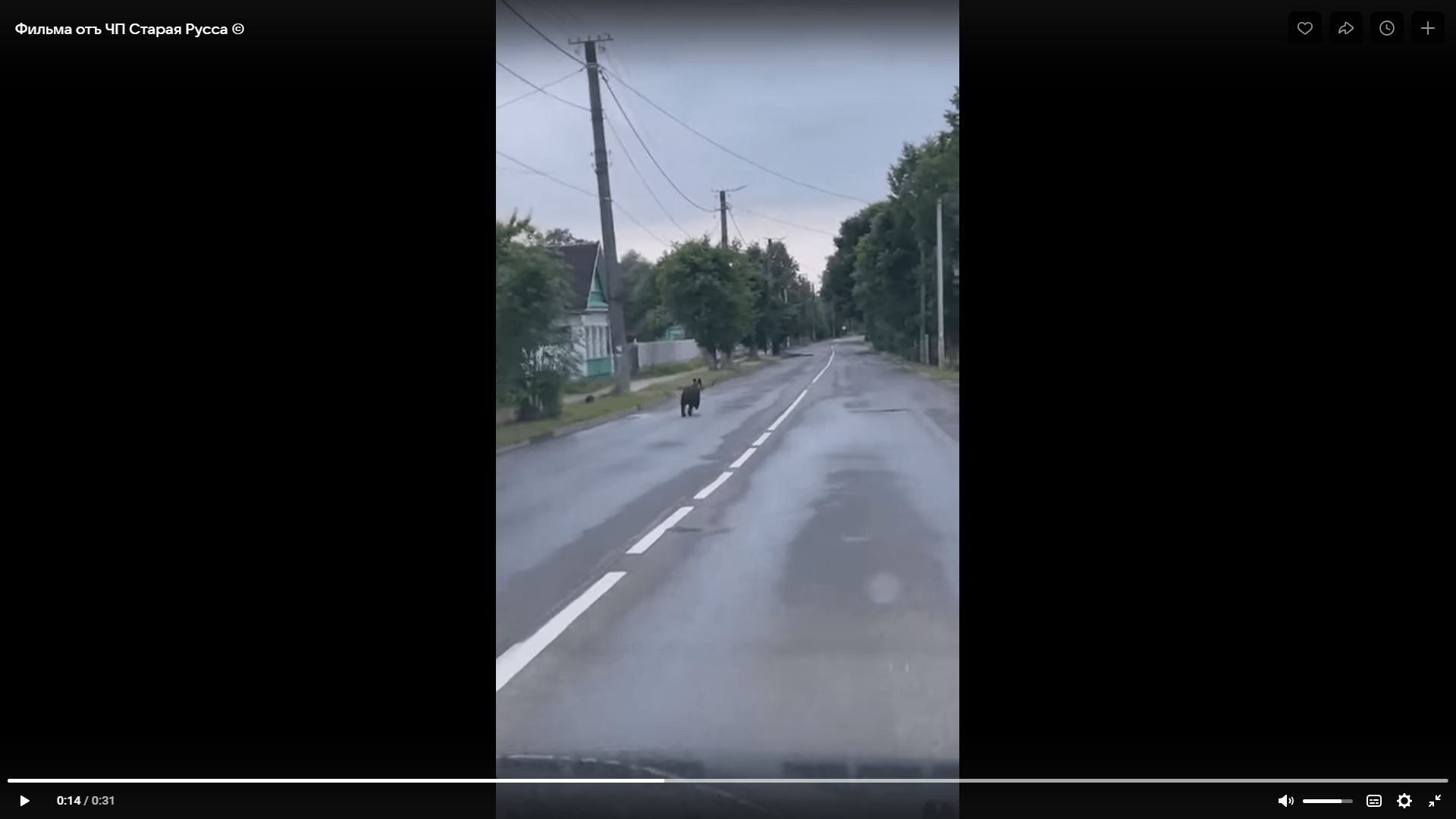 Un orso ha visitato Staraya Russa all'alba