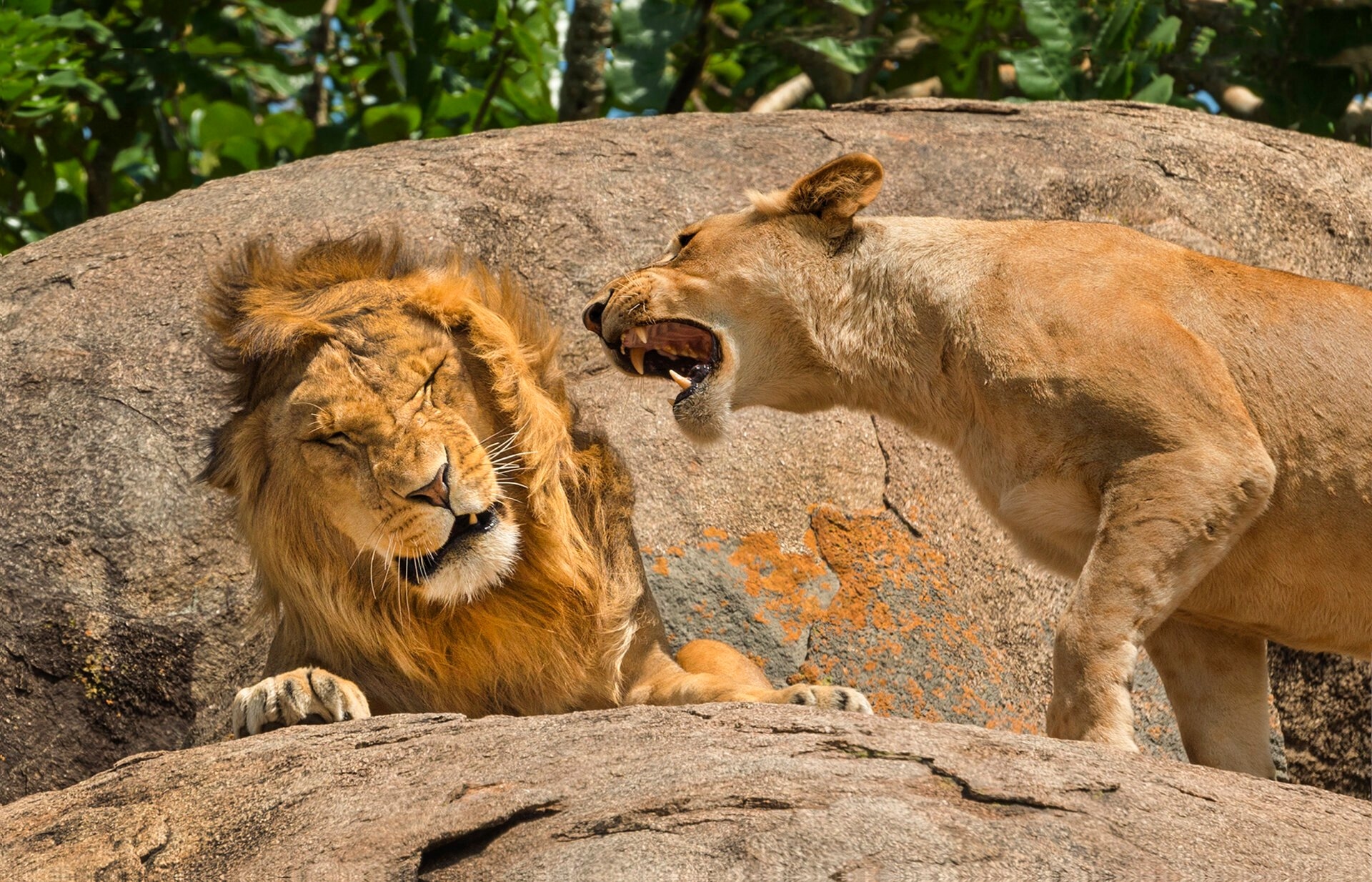 Zoo bittet Besucher, ihre Haustiere zu spenden, um die Fleischfresser zu füttern, und lässt sie in den sozialen Medien an die Löwen verfüttern