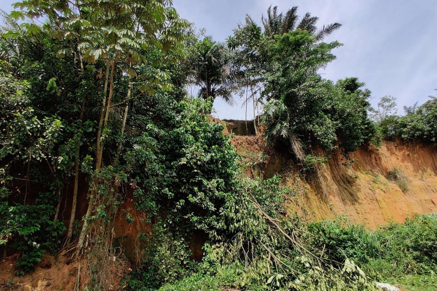 Os primeiros humanos retornaram às florestas tropicais muito antes do que se pensava