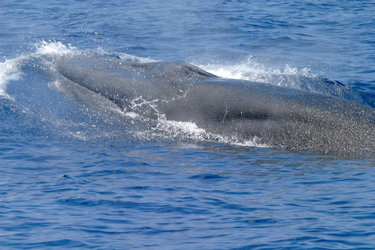 Trump Just Made Life More Dangerous for One of the Rarest Whales on Earth