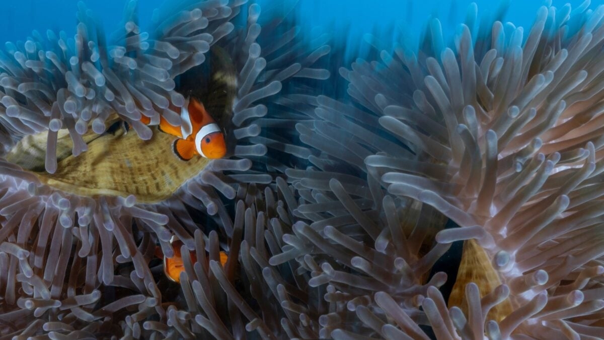Weet u waar aquariumvissen vandaan komen? Het antwoord zal u misschien verbazen.