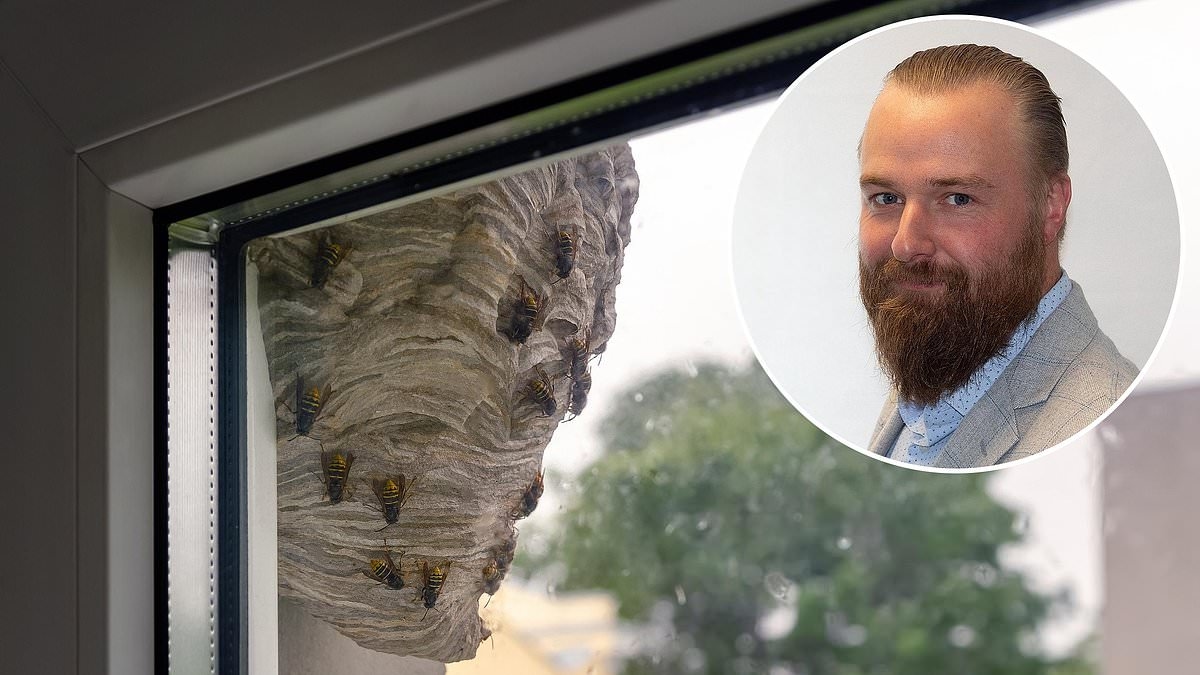 Wespen machen uns das Leben schwer: Wie können wir unseren Nachbarn dazu bringen, ein Nest zu beseitigen, während wir versuchen, unser Haus zu verkaufen?