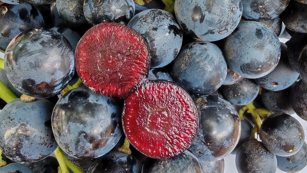 The fruit your kids WILL actually want to eat: Brand new superfruit dubbed 'Boombites' tastes like grapes but has bright red pulp like cherries