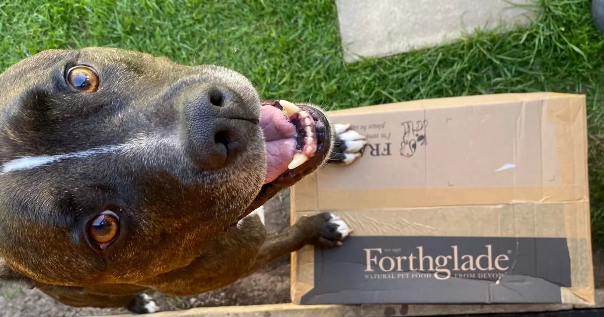 'I ditched my dogs' food for a subscription, now I save £204 and it's so much easier'