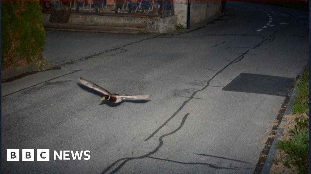 Caso resuelto: Un pato volador captado por una cámara de velocidad suiza es reincidente